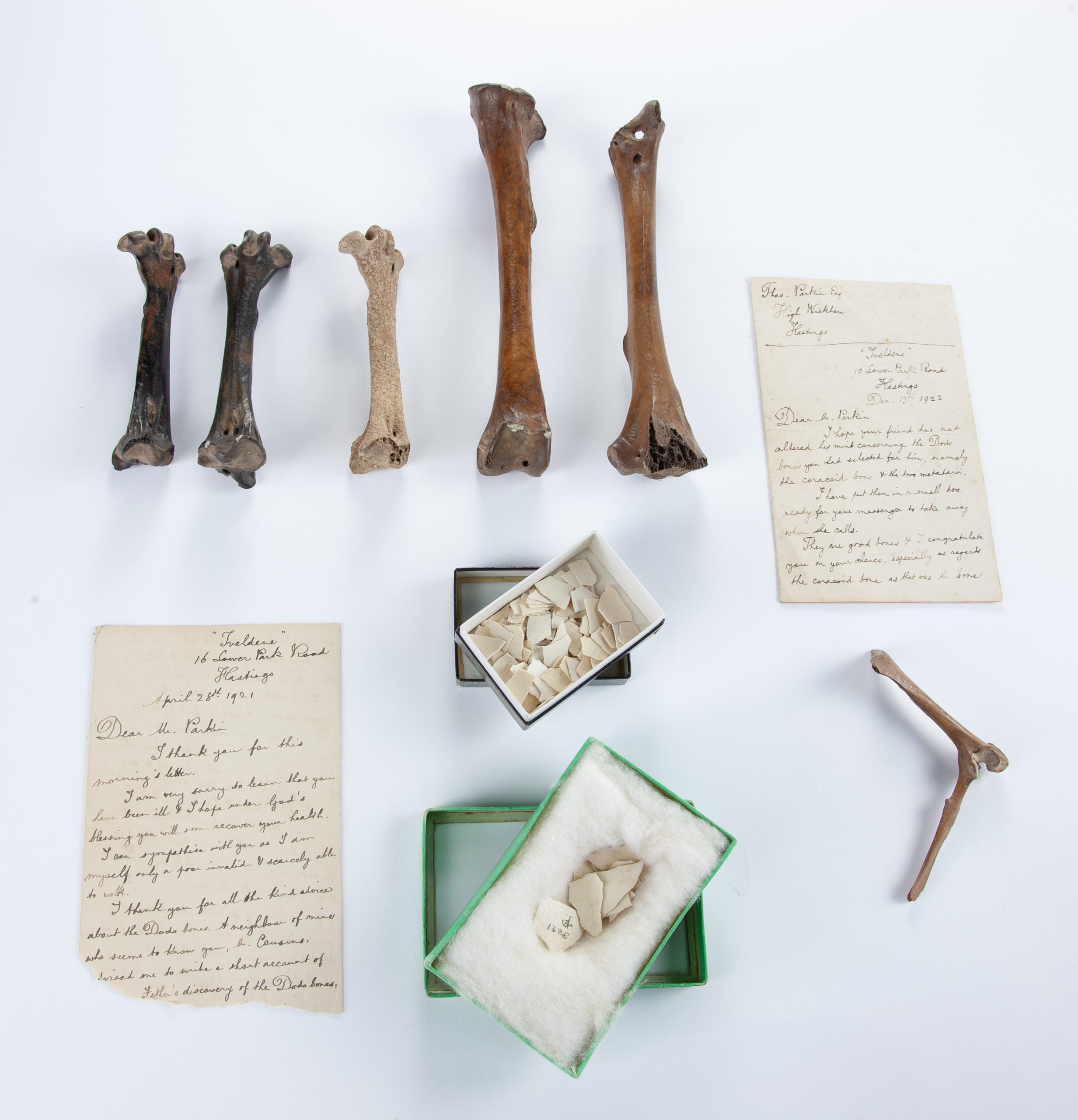 A selection of The Ralfe Whistler Collection of Dodo bones